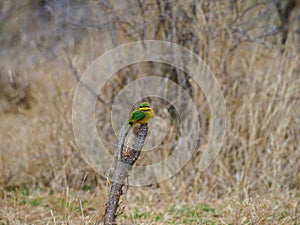 Little bee-eater, Merops pusillus. Madikwe Game Reserve, South Africa