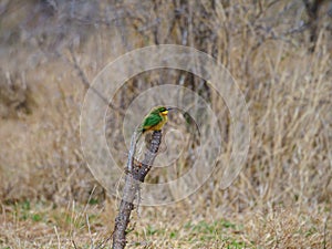 Little bee-eater, Merops pusillus. Madikwe Game Reserve, South Africa