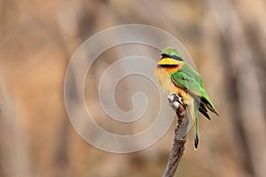 The little bee-eater Merops pusillus sitting on a branch with a brown background. A small African green bee-eater sitting on a