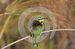 Little Bee-Eater - Okavango Delta - Botswana