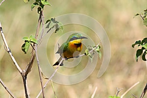 Little bee-eater perched on a twig