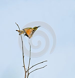 Little Bee-eater taking flight