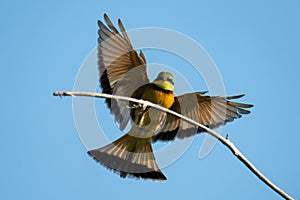 Little bee-eater touches down on dead branch photo