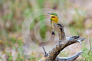 Little bee-eater on a tree stump