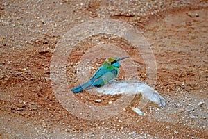 Little bee-eater verde - Merops orientalis