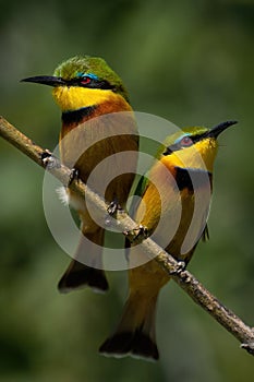 Little bee-eaters with catchlights on diagonal branch