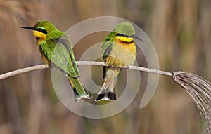 Little Bee-Eaters - Okavango Delta - Botswana