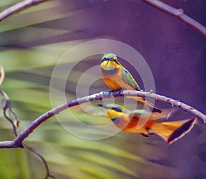 Little bee eaters,photo art