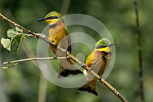 Little bee-eaters on thin branch with catchlights photo