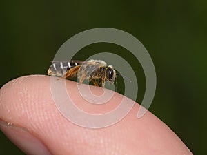 Little bee on a finger-tip