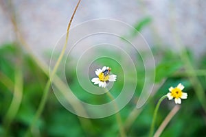 Little bee gathering honey