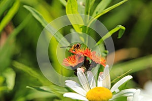 Little Bee on Orange Flower