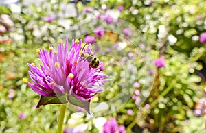 Little Bee on bright Pink spiky petal Flower in a field of flowers