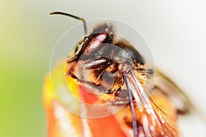 A little bee on a red flower in nature