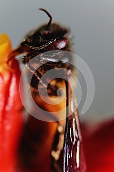 A little bee on a red flower in nature