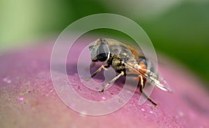 Little bee on an apple.