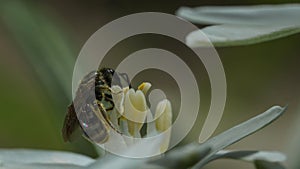 little bee on a white flower