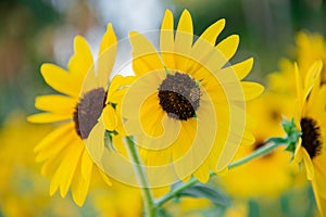 Little bee and yellow sun flower