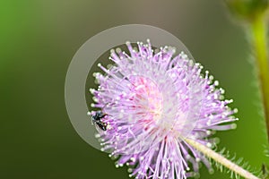 little beeon sensitive plant flower