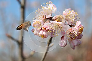 Little bees took honey form pink Oriental cherry