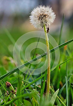 Little Beetle on Stem of Dandelion Seedhead