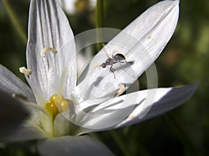 Little beetle on a white flower