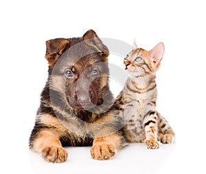 Little bengal cat and german shepherd puppy dog lying together.