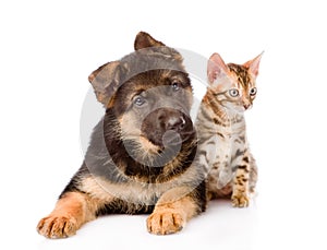 Little bengal cat and german shepherd puppy dog lying together. isolated