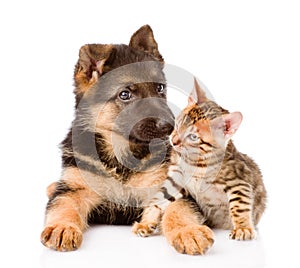 Little bengal cat and german shepherd puppy dog lying together. isolated