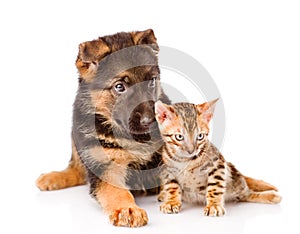 Little bengal cat and german shepherd puppy dog lying together. Isolated on white background