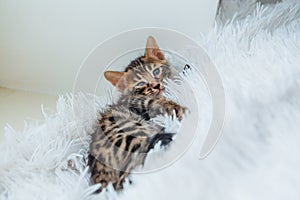 Little bengal kitten on the white fury blanket