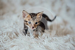 Little bengal kitten on the white fury blanket