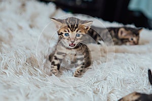 Little bengal kitten on the white fury blanket