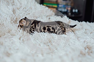 Little bengal kitten on the white fury blanket