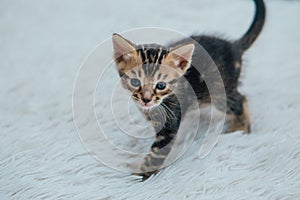 Little bengal kitten on the white fury blanket