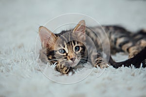 Little bengal kitten on the white fury blanket