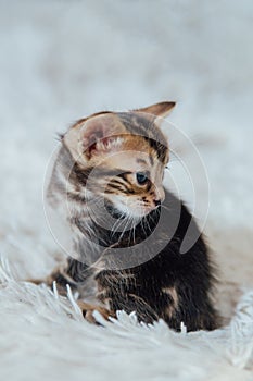 Little bengal kitten on the white fury blanket