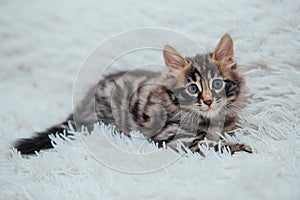 Little bengal kitten on the white fury blanket