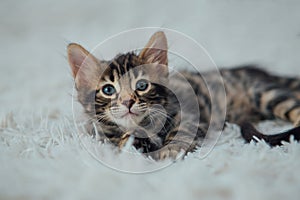 Little bengal kitten on the white fury blanket