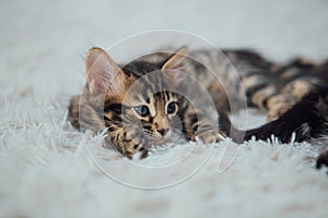 Little bengal kitten on the white fury blanket