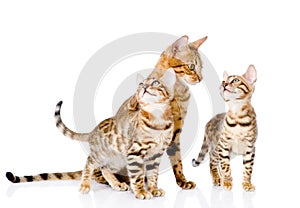 Little bengal kittens and mother cat. on white