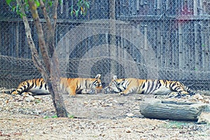 Little Bengal Tiger sleeping