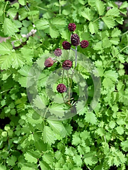 Little Bibernelle, Sanguisorba; minor, blossom