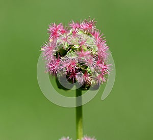 Little Bibernelle, Sanguisorba; minor, blossom