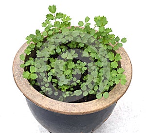 Little Bibernelle, Sanguisorba minor, sprout, pot
