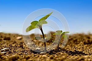 Little and big sunflower