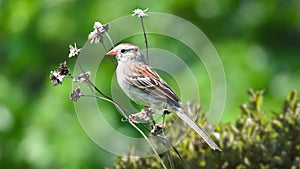 Little bird above the plants with natural background