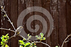 A little bird on an apple tree