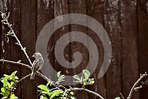 A little bird on an apple tree