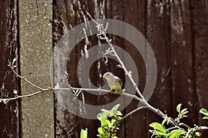 A little bird on an apple tree